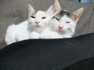 DSCF0333-1.jpg
