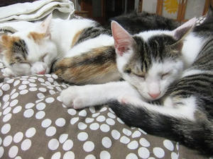 DSCF0337-1.jpg