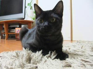 DSCF0080.JPG