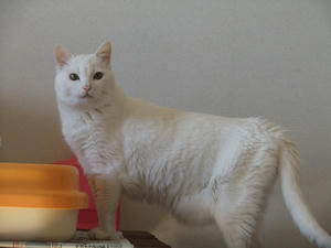 DSCF0438-1.jpg