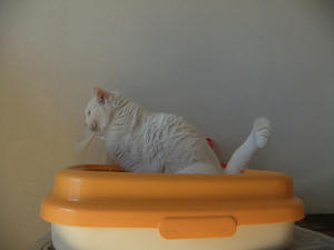 DSCF0455-1.jpg