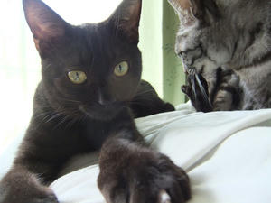 DSCF0959.JPG