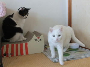 DSCF1069.JPG