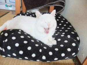 DSCF0730.JPG