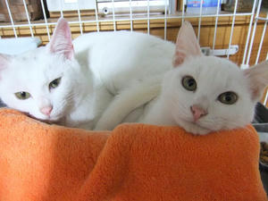 DSCF1260-1.jpg