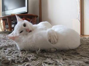 DSCF1432.JPG
