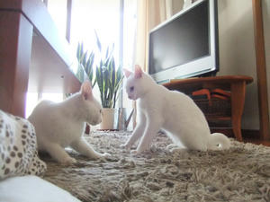 DSCF1433.JPG
