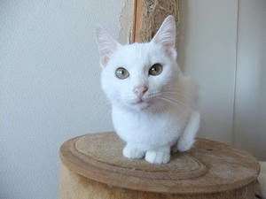 DSCF1387-1.jpg