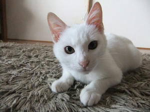 DSCF1442-1.jpg