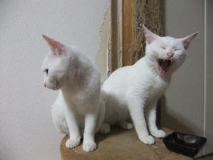 DSCF1452.JPG