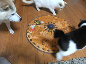 DSCF1182.JPG
