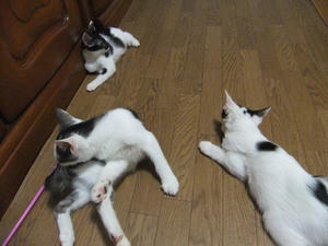 DSCF2514.JPG