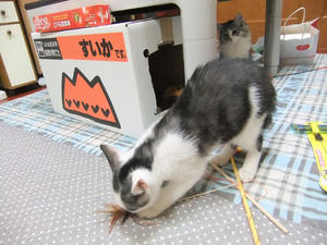 DSCF2727.JPG