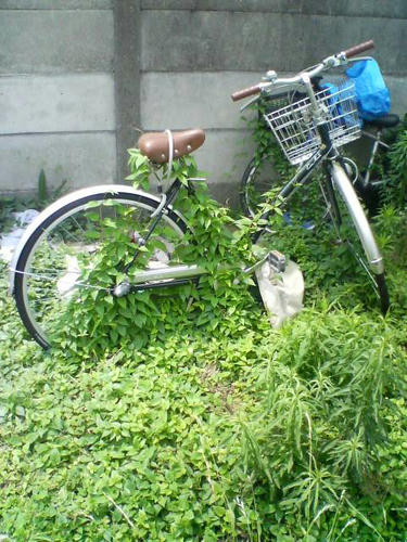bikeortree2.jpg