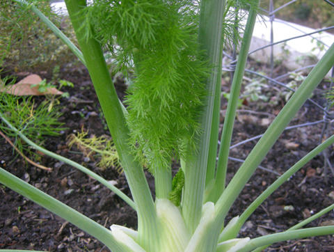 fennel.jpg