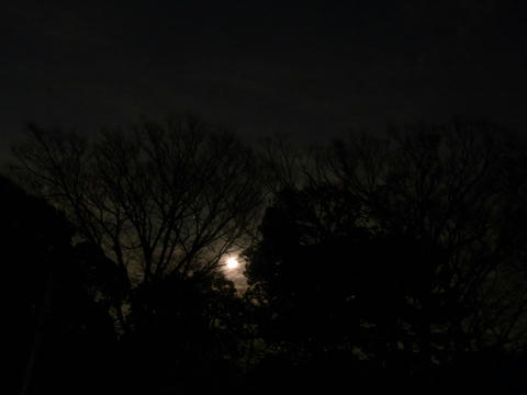 moon20100130.jpg