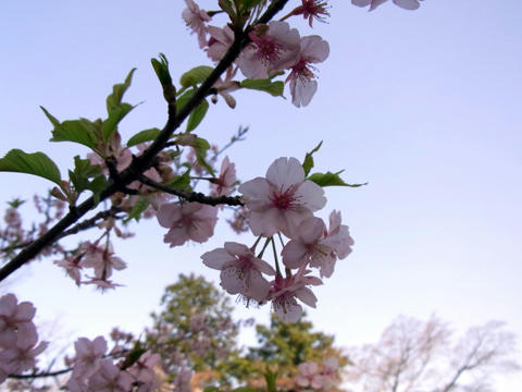 kawaduzakura.jpg