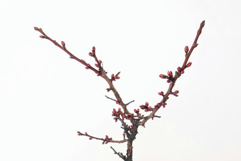 ume