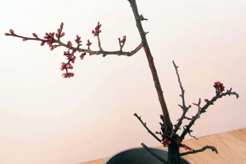 ume