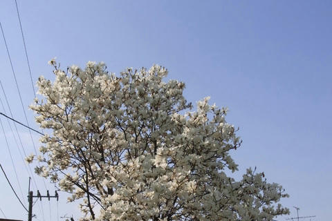 Magnolia-liliiflora1.jpg