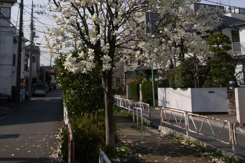Magnolia-liliiflora2.jpg