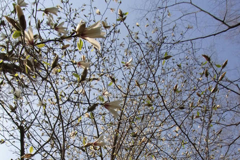 Magnolia-kobus1.jpg