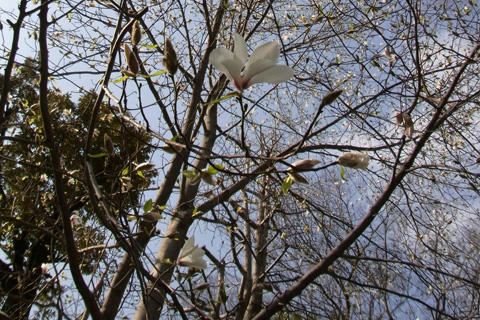 Magnolia-kobus2.jpg