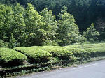 CA340027.JPG