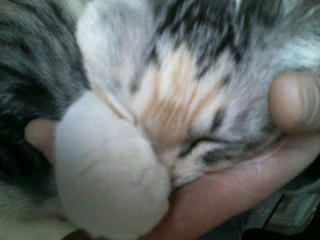 chibi071224.jpg