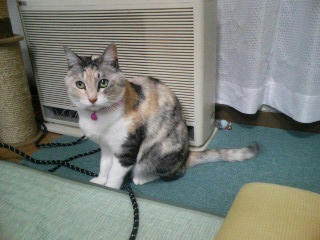 chibi080130.JPG