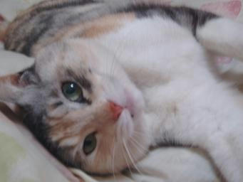 chibi080310.JPG