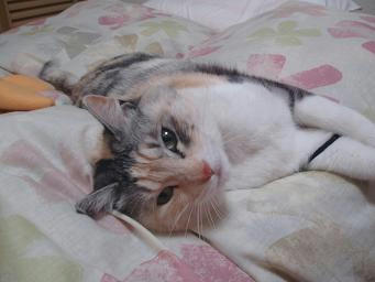 chibi080311.JPG