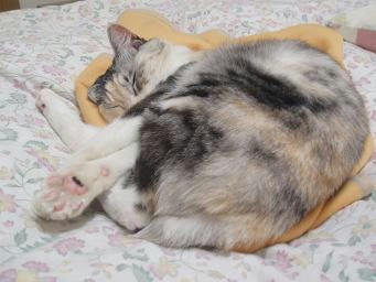 chibi080314.JPG