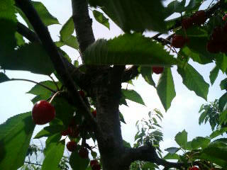 cherry.JPG