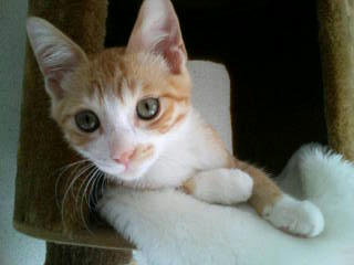 tonchan080809.jpg