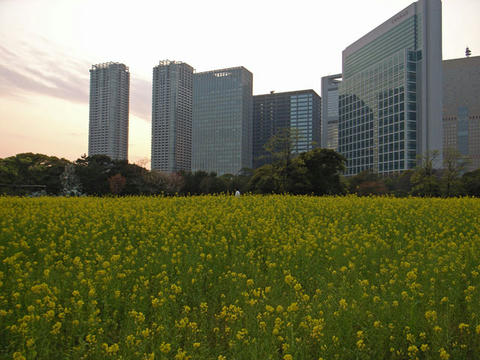 夕暮れの菜の花
