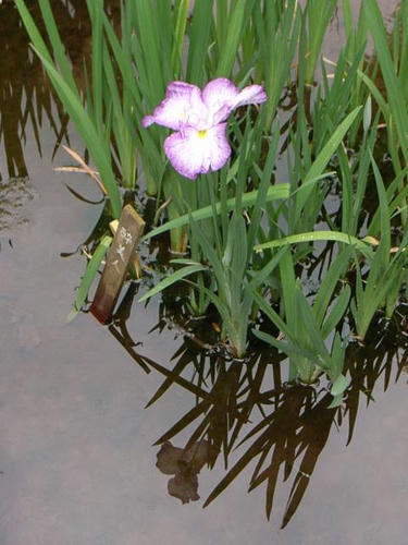 水中花