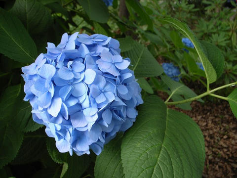 紫陽花