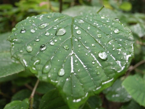 雨滴