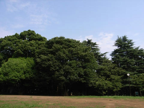 お気に入りの木