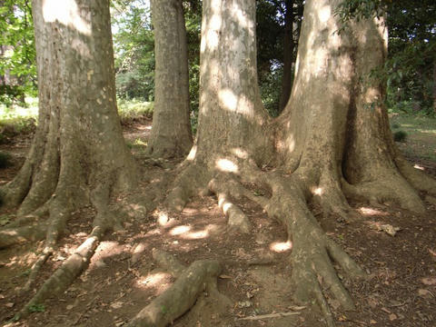 根を張って