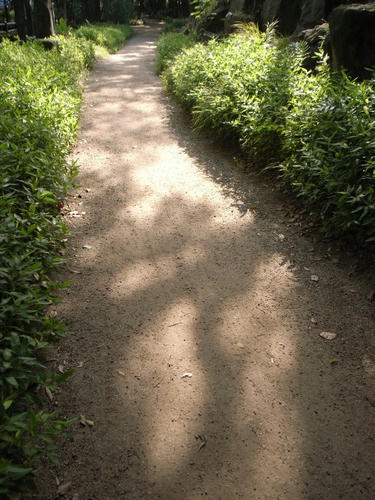 木洩れ日の道