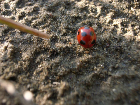 てんとうむし