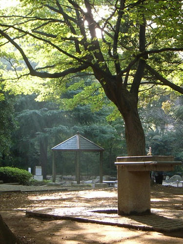 朝
