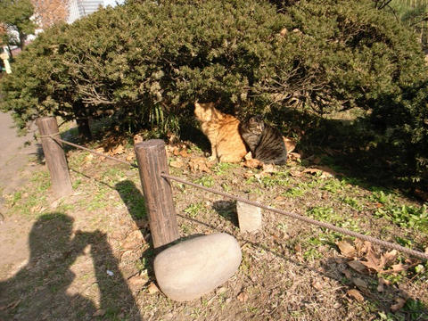 日向ぼっこ