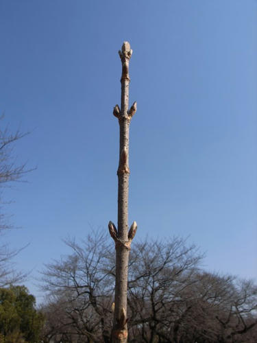 新芽