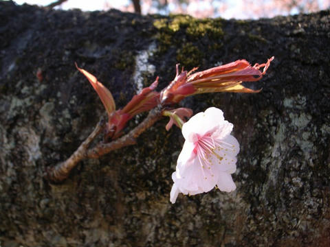 寒桜