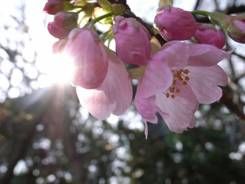 花開く