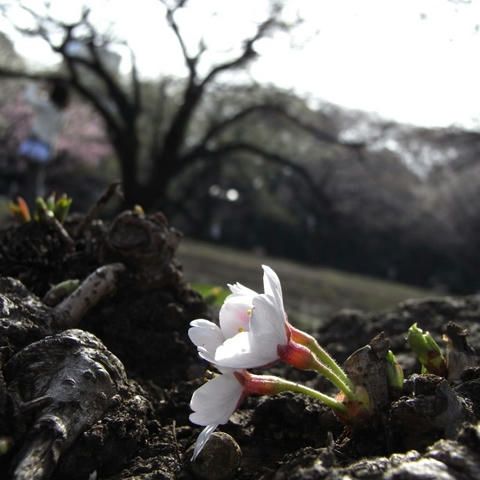 桜