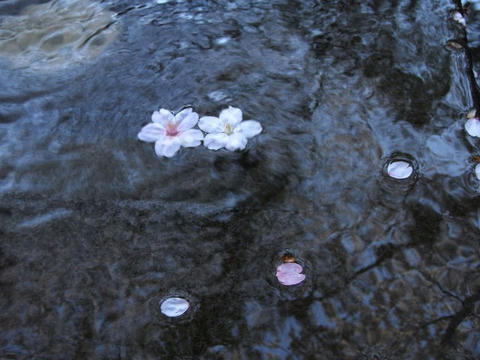 桜漂う